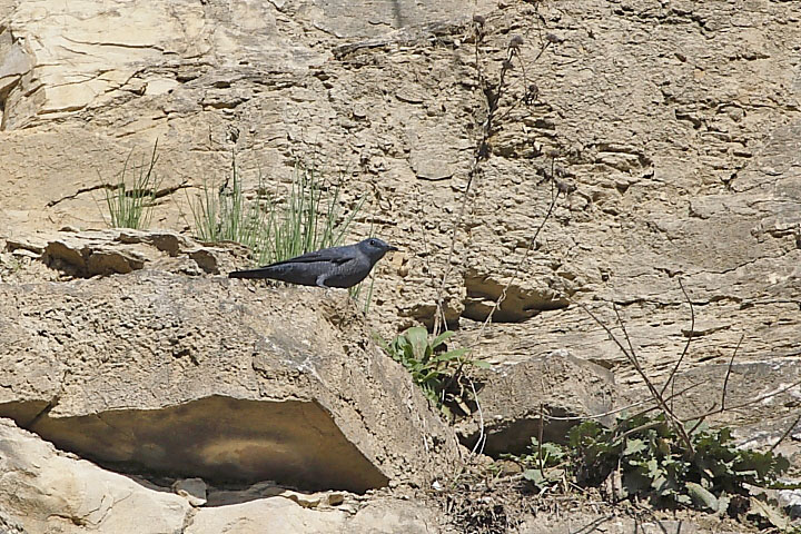 Picchio muraiolo volante